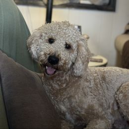 Luka - Poodle