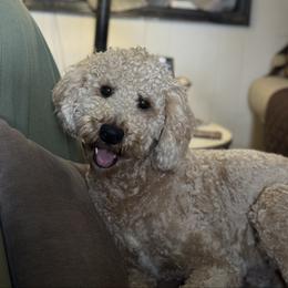 Luka - Poodle