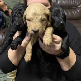 Goldendoodle Puppies from Izzy's Doodles