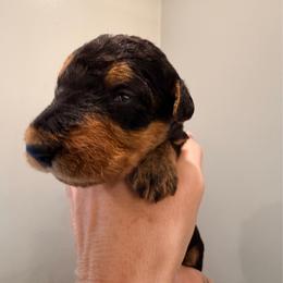 Baby Boy Brown - Black and tan male Airedale Terrier puppy in Mooresville, North Carolina from Farm 55