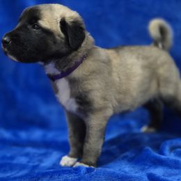 Hannah - Fawn female Anatolian Shepherd Dog puppy in Sebring, Florida from Florida Anatolian Shepherds