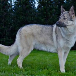 Shiloh Shepherd puppies from SilverLiningShilohs