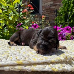 Light purple collar - Black female Great Dane puppy in Corsica, Pennsylvania from Ferguson Family Danes LLC