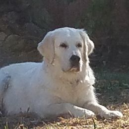 MINNIE - Golden Retriever