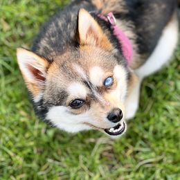 Willow - Toy Australian Shepherd