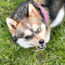 Willow - Toy Australian Shepherd