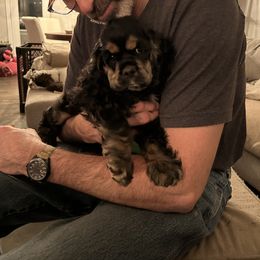 Cocker Spaniel Puppies from Cockers of Country Lane