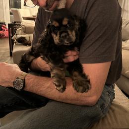 Cocker Spaniel Puppies from Cockers of Country Lane
