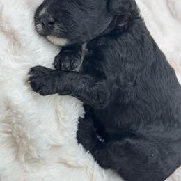 Lavender Collar - Black female Goldendoodle puppy in Meridian, Mississippi from Smoodles