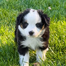 Miniature Australian Shepherd puppies from Bellewynd Acres