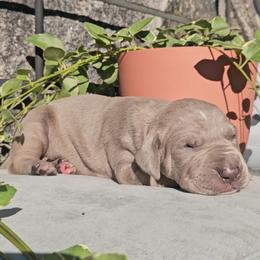 Gideon - Silver male Great Dane puppy in Towaco, New Jersey from MommaDukes Danes