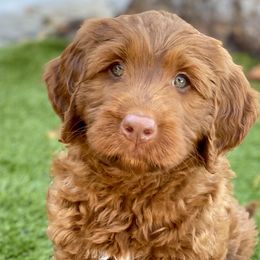 Australian Labradoodle Puppies from Cascade Canyon Labradoodles