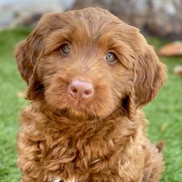 Australian Labradoodle Puppies from Cascade Canyon Labradoodles