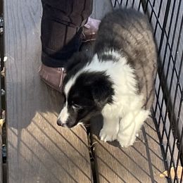 Girl 3 - Black and white Shetland Sheepdog puppy in Buffalo, Minnesota from Gulstad’s Shelties