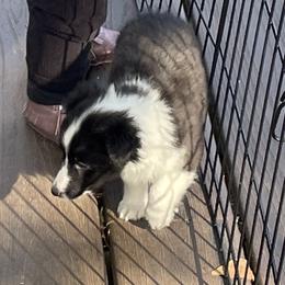 Girl 3 - Black and white Shetland Sheepdog puppy in Buffalo, Minnesota from Gulstad’s Shelties