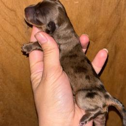 Zira - Dapple female Dachshund puppy in Lumberton, Mississippi from Doris’ Darlin Doxies & Doodles