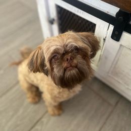 Teddy - Shih Tzu