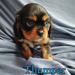 Thumper - Black and tan male Cavalier King Charles Spaniel puppy in Rockville, Maryland from Skais the Limit