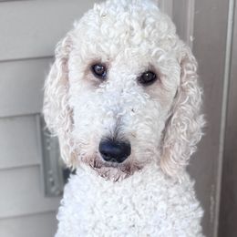 Sadie - Goldendoodle