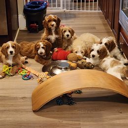 Labradoodle Puppies from Tyson's Farm Doodles