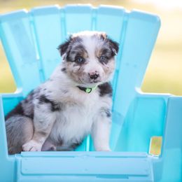American Corgi, Australian Shepherd, and Pembroke Welsh Corgi Puppies from Clover S Farm