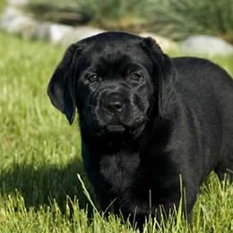Labrador Retriever Puppies from Cecilie Drege