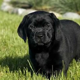 Labrador Retriever Puppies from Cecilie Drege