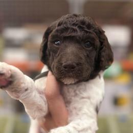 Pecan - Parti female Poodle puppy in Cleveland, Texas from Jolley Poodles