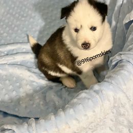 Pomsky Puppies from 916 Pomskies