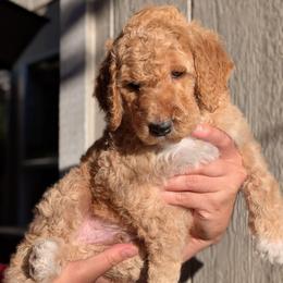 Red Collar - Apricot male Goldendoodle puppy in Olympia, Washington from Sinclairdoodles