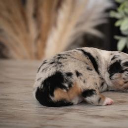 Freedom - Blue merle female Miniature Australian Shepherd puppy in Lowgap, North Carolina from Baileys Mini Aussies