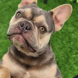 Watson - French Bulldog