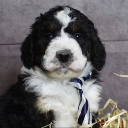 Bernedoodle Puppies from Flat Creek Bernedoodles