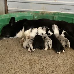 Molly  - Cardigan Welsh Corgi