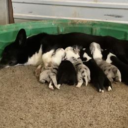 Molly  - Cardigan Welsh Corgi
