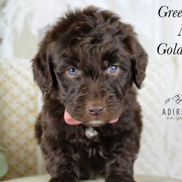 Green collar - Chocolate male Goldendoodle puppy in Plattsburgh, New York from Adirondack Poodles Goldendoodles,Bernedoodles & Schnoodles