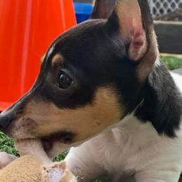 Toy Fox Terriers from Threlfall’s TFT’s