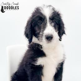 Crimson aka CC - female Australian Mountain Doodle puppy in Tipton, Indiana from Country Creek Doodles