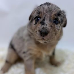 Sister Bear - Lavender - Blue merle female Australian Shepherd puppy in San Marcos, California from Faith Family Freedom Farm