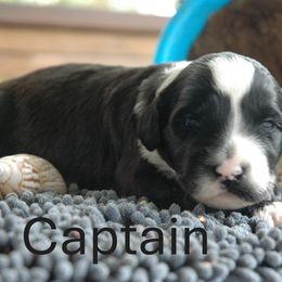 Captain - Black and white male Portuguese Water Dog puppy in Williamsport, Pennsylvania from Petersheim Porties