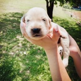 Goldendoodle Puppies from Peachy Doodles