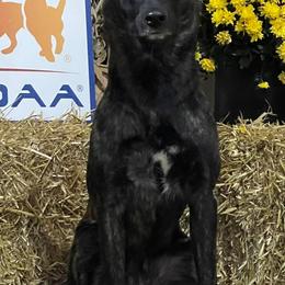 Dutch Shepherds from Heather Sather's Dutch Shepherds