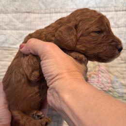 Dolly - Red  female Goldendoodle puppy in Eagleville, Tennessee from Nash Doodles