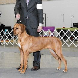 Rhodesian Ridgebacks from Graceridge