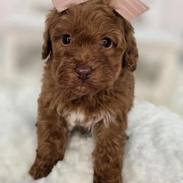 Angel - Red  female Goldendoodle puppy in Decatur, Tennessee from Diamond's Doodles