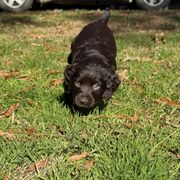 Basset Hound, Boykin Spaniel, English Cocker Spaniel, and Labrador Retriever Puppies from PARK’s Family Farm