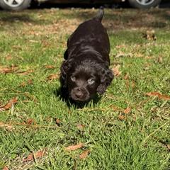 Basset Hound, Boykin Spaniel, English Cocker Spaniel, and Labrador Retriever Puppies from PARK’s Family Farm