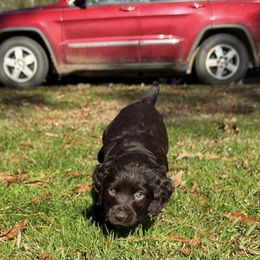 Basset Hound, Boykin Spaniel, English Cocker Spaniel, and Labrador Retriever Puppies from PARK’s Family Farm