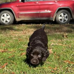 Basset Hound, Boykin Spaniel, English Cocker Spaniel, and Labrador Retriever Puppies from PARK’s Family Farm