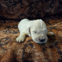 Willow Boy 4 - Light golden male Golden Retriever puppy in Niles, Michigan from Composer Goldens
